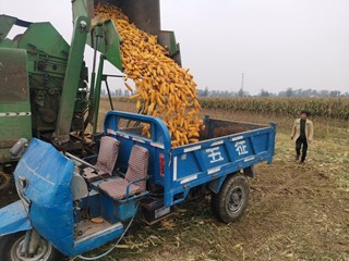 全市秋作物收获面积已超过七成