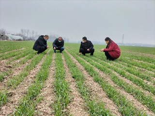 市农业农村局开展小麦冬前病虫草害调查 