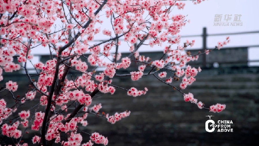 瞰中国·春回大地｜河南商丘：花开古城春意浓