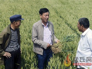 梁园区农业专家和农民一起查看小麦病虫害情况