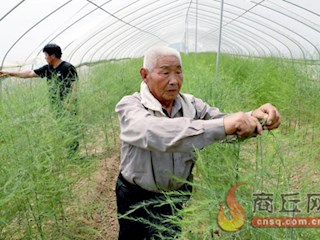 民权县双塔镇秣坡村村民在大棚内为芦笋打顶，以增加产量、保证质量